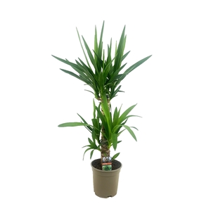 Yucca elephantipes 45-20