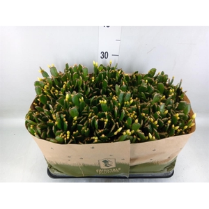 Rhipsalidopsis   ...