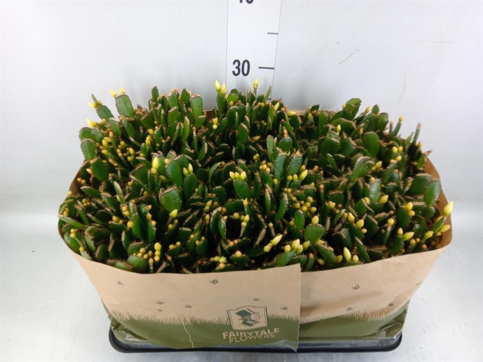 <h4>Rhipsalidopsis   ...</h4>