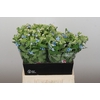Oxypetalum Tweedia Blue
