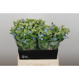Oxypetalum Tweedia Blue