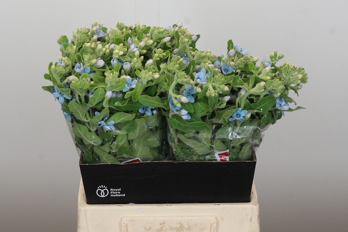 Oxypetalum Tweedia Blue