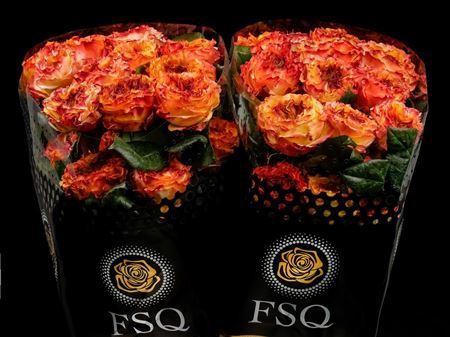 <h4>R Gr El Fuego</h4>