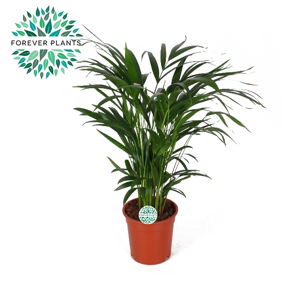 <h4>Areca Dypsis lutescens p17</h4>