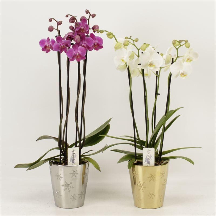 <h4>Phal Gemengd 4 Tak Keramiek Jenna</h4>