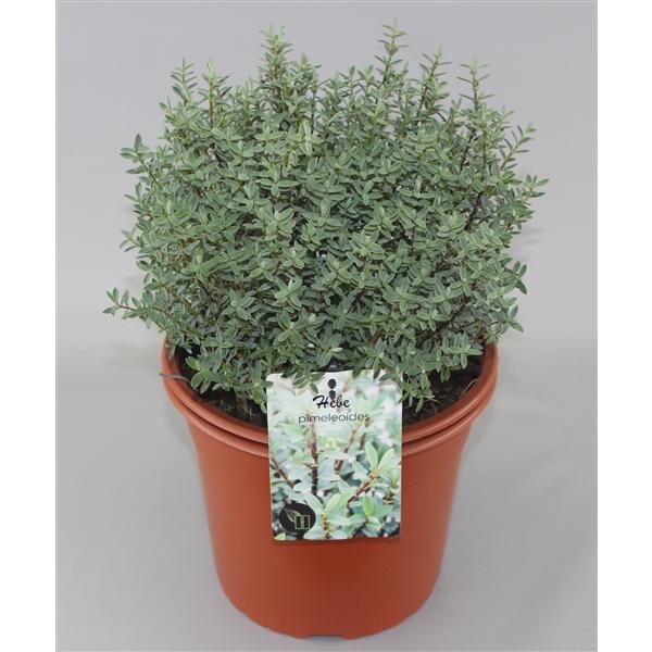 <h4>Hebe pimeleoides C5</h4>