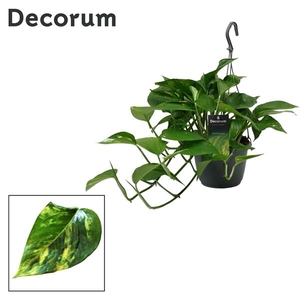 Epipremnum pinnatum hang