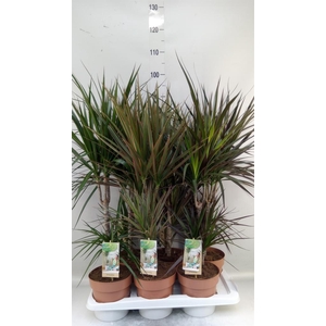 Dracaena   ...mix