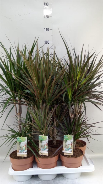 <h4>Dracaena   ...mix</h4>