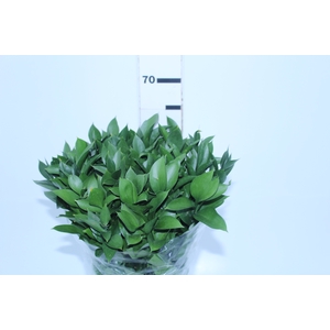 FOLHAGEM RUSCUS 060 CM