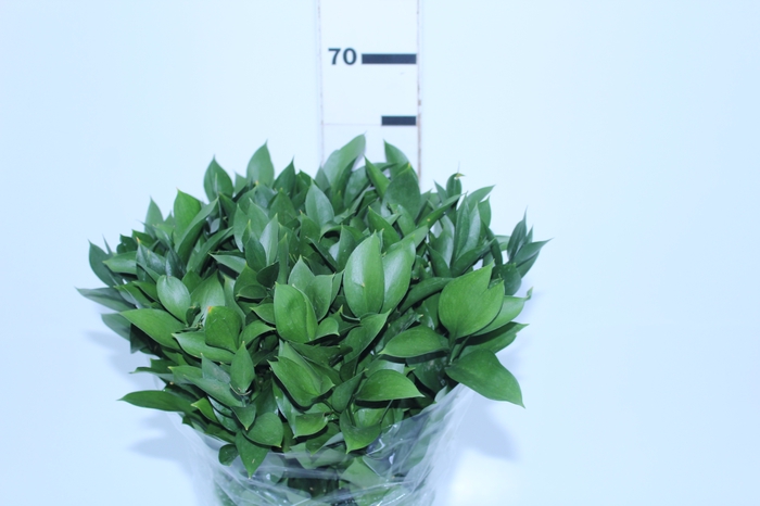 FOLHAGEM RUSCUS 060 CM