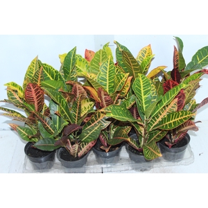 CROTON HIBRIDO PETRA P11