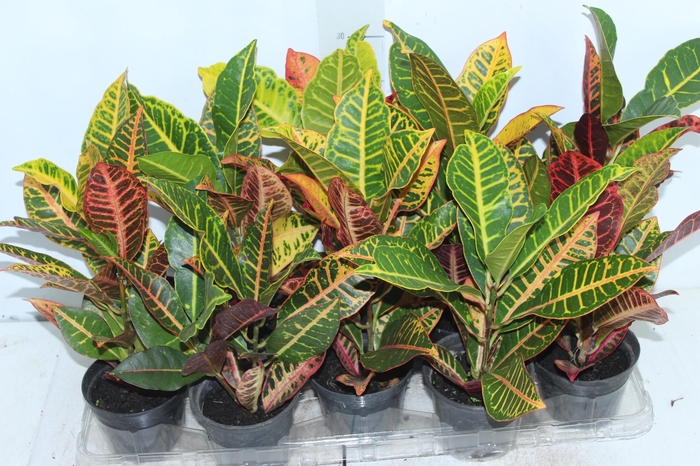 CROTON HIBRIDO PETRA P11