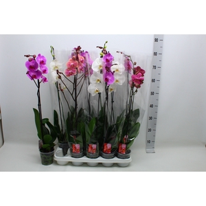 PHAL GEM
