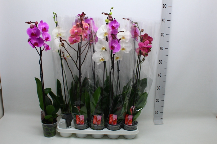 <h4>PHAL GEM</h4>