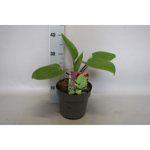 vaste planten 19 cm  Hosta Purple Heart afd.1