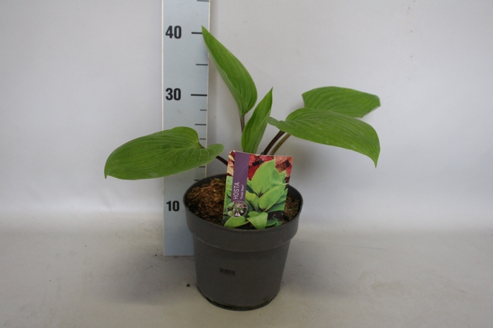 <h4>vaste planten 19 cm  Hosta Purple Heart afd.1</h4>