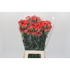 Dianthus St Arno