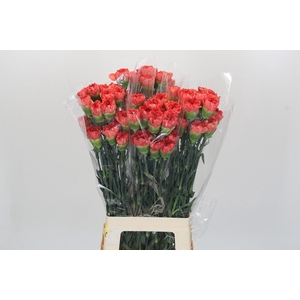 Dianthus St Arno