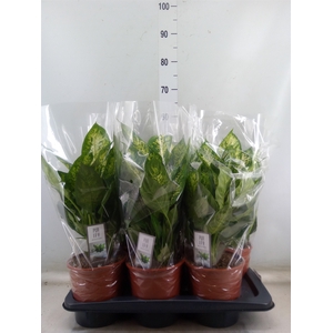 Dieffenbachia  'Vesuvius'