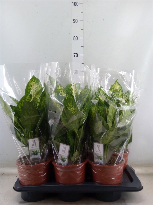 <h4>Dieffenbachia  'Vesuvius'</h4>