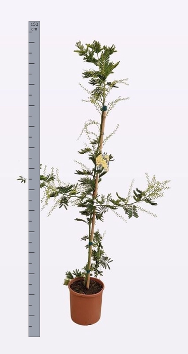 <h4>ACACIA PARADOXA</h4>