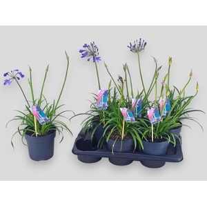 Agapa Brilliant Blue