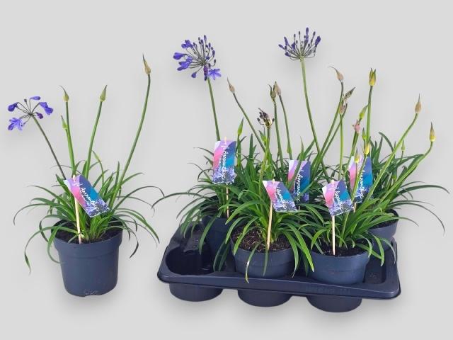 <h4>AGAPA BRILLIANT BLUE</h4>