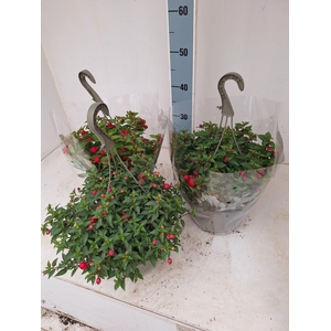 Fuchsia Mixk