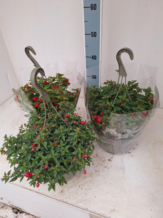 <h4>Fuchsia Mixk</h4>