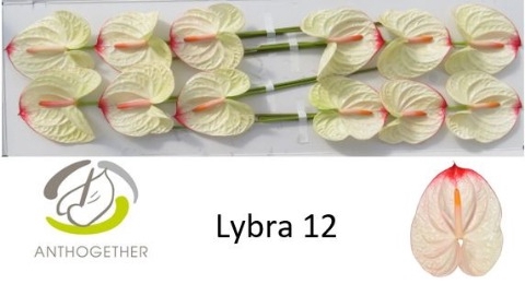 <h4>Anthurium Lybra</h4>