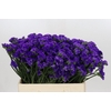 Limonium sinuatum Navy Sun Birds