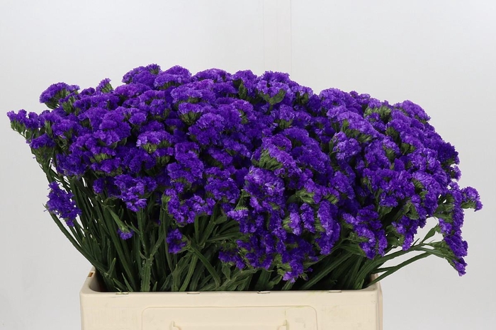 <h4>Limonium Navy Sun Birds</h4>
