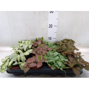 Fittonia   ...mix 4