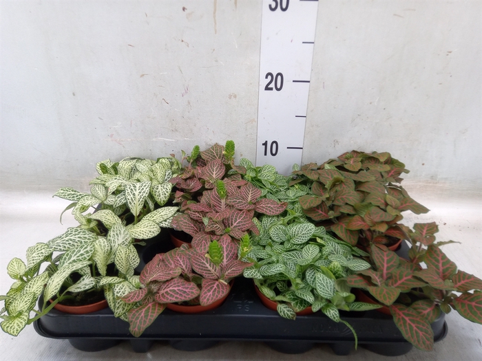 <h4>Fittonia   ...mix 4</h4>