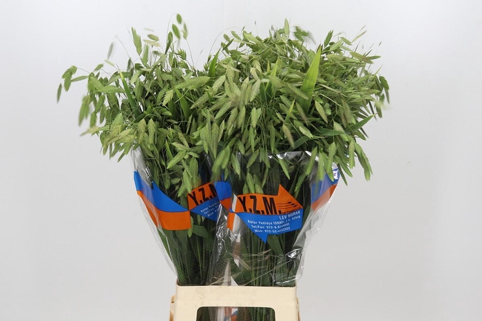 <h4>Chasmanthium Green</h4>