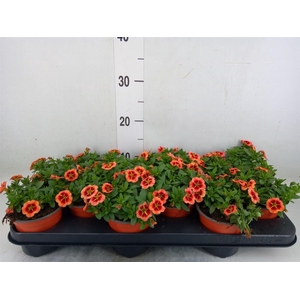 Calibrachoa  'Minifam Orange'