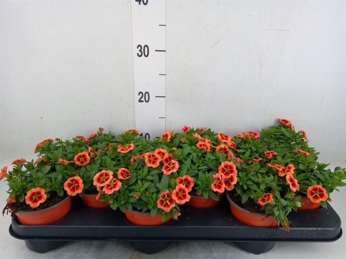 <h4>Calibrachoa  'Minifam Orange'</h4>