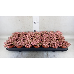 Fittonia  'Mosaic Pink Forest Flam'