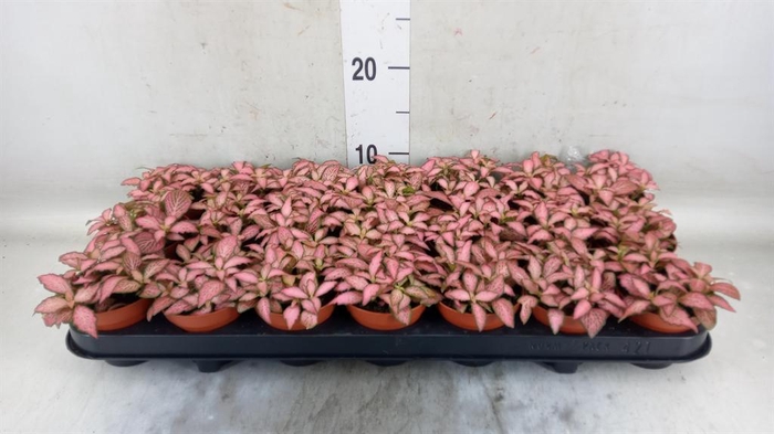 <h4>Fittonia 'Mosaic Pink Forest Flam'</h4>
