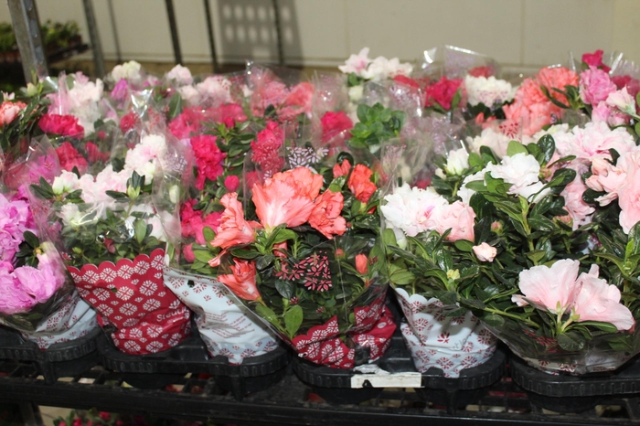 <h4>AZALEIA P14</h4>