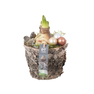 PTACH8269 Arrangement Amaryllis Kerst in hout pot