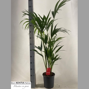HOWEA FORSTERIANA