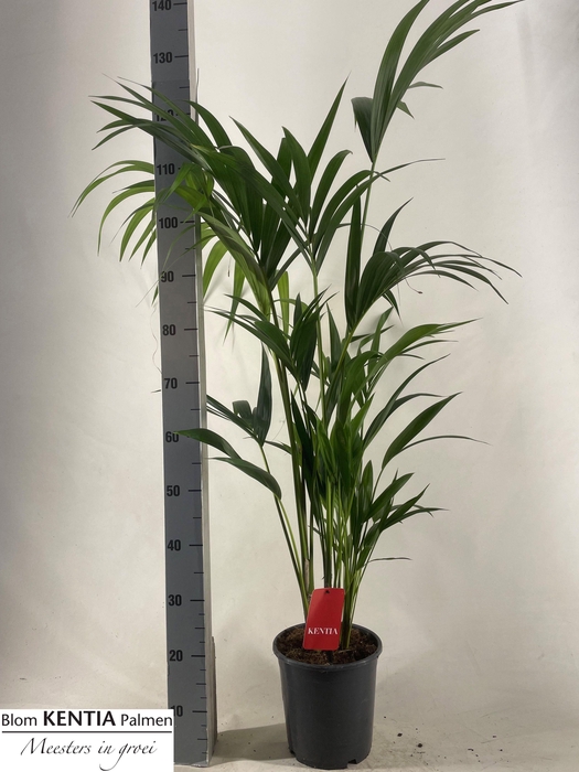 <h4>HOWEA FORSTERIANA</h4>