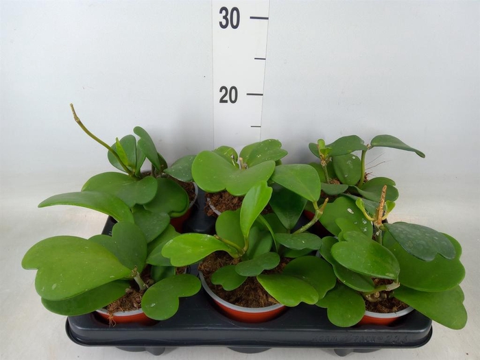 <h4>Hoya kerrii</h4>