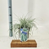 Carex oshimensis Everest