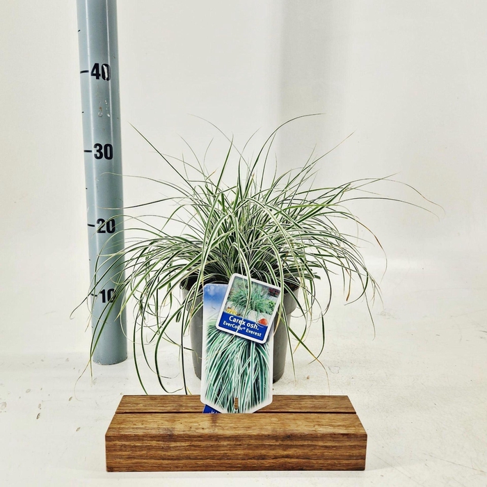 Carex oshimensis Everest