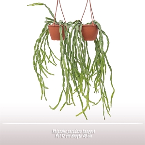 Rhipsalis paradoxa hangpot