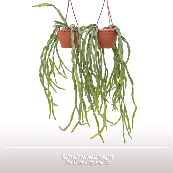 Rhipsalis paradoxa hangpot