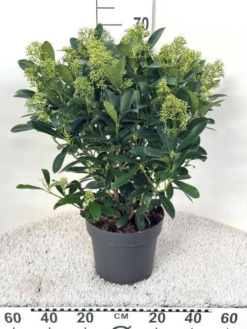 <h4>SKIM J FINCHY</h4>